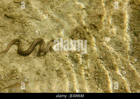 The dice snake on the bottom of the Mreznica River, Croatia Stock Photo