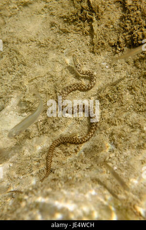 The dice snake on the bottom of the Mrežnica River, Croatia Stock Photo