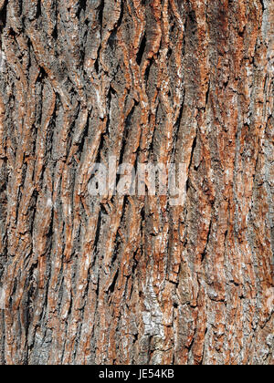 Mature Ash tree bark Stock Photo - Alamy