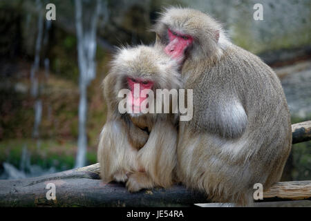 Japanese macaques (Macaca fuscata) are warming each other by sitting closely together. Stock Photo