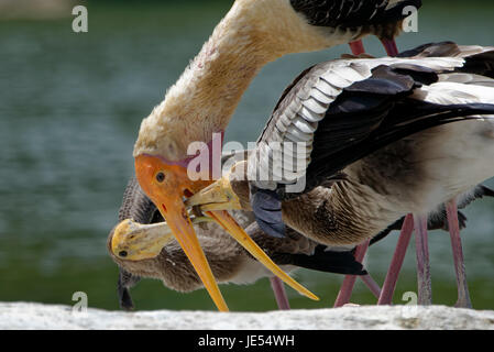 To be a parent is often not easy. The painted stork is no exception from this rule. When a parent is arriving the children start to moaning. It sounds really like the moaning of human babies. The are fullfilling a kind of dance and pressurise the adult bird until it opens it's beak. On my photo you can see the tail of a fish coming out. After the adult bird has left the place, the children are immediately quiet.|Painted Stork (Mycteria leucocephala) Stock Photo