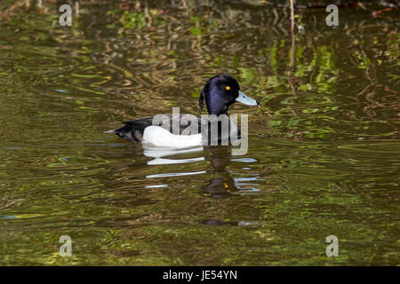 A comical looking Tufted Duck swims across the rippled lake. Stock Photo