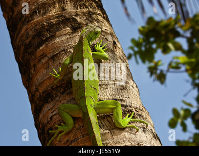 green Iaguana climbing  up on palm close up Stock Photo