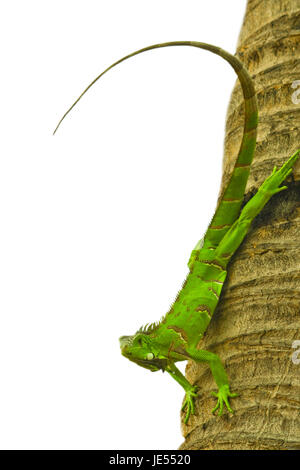 green Iaguana climbing up on palm close up isolated white background Stock Photo