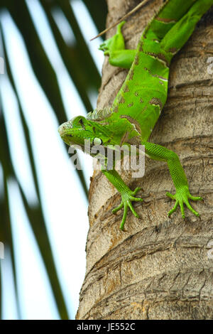 green Iaguana climbing  up on palm close up Stock Photo