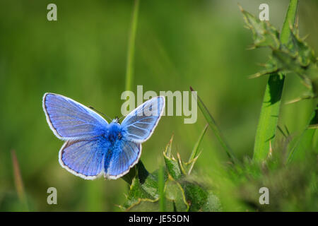 Common Blue butterfly on a thistle leaf Stock Photo