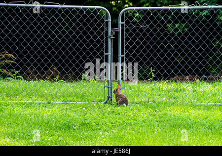 Rabbit at a gate scene 2 Stock Photo