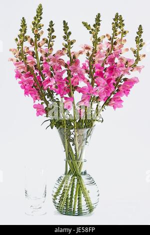 Pink Snapdragon flowers in a vase on white background Stock Photo