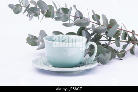 Eucalyptus cinerea branches and tea cup on white background Stock Photo