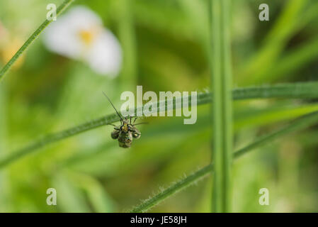 Head shot of the green beetle (Oedemera nobilis) Stock Photo