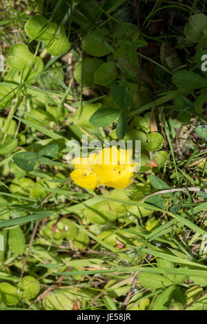 Flowers of Creeping Jenny (Lysimachia nummularia) Stock Photo