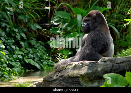Resting Gorilla by water Stock Photo
