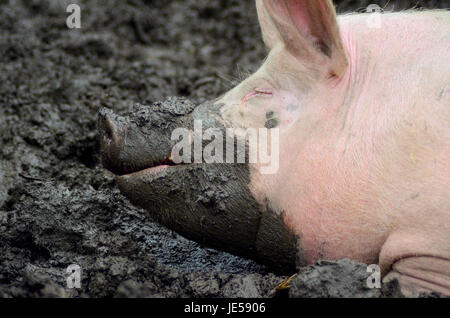 A hefty pig enjoys the mud at an open-air museum in Oslo, Norway Stock Photo