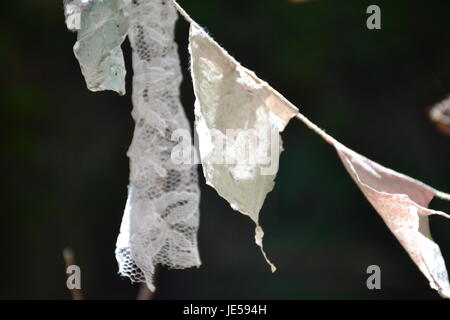 Prayer Flags in the Redwoods Stock Photo