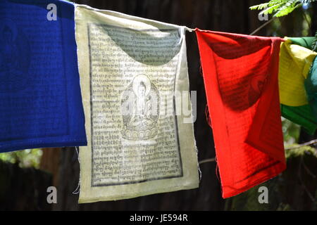 Prayer Flags in the Redwoods Stock Photo