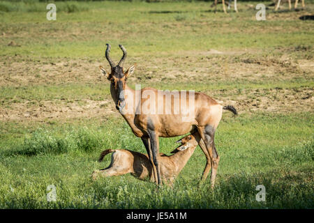 Red hartebeest calf suckling from his mother in the Kalagadi Transfrontier Park, South Africa. Stock Photo