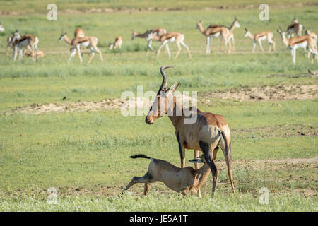 Red hartebeest calf suckling from his mother in the Kalagadi Transfrontier Park, South Africa. Stock Photo