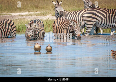 Several Zebras drinking in the Chobe National Park, Botswana. Stock Photo