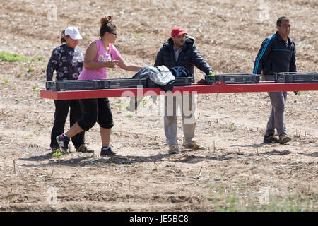 Migrant workers gathering Asparagus in a field, near Thornham,Norfolk, uk. June 2017 Stock Photo