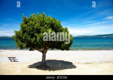 Green bright tree waterfront lake Taupo Stock Photo