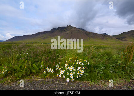 View of daisies against the backdrop of a huge escarpment on Iceland's Snaefellsness peninsula, a couple of hours north of Reykjavik. Stock Photo