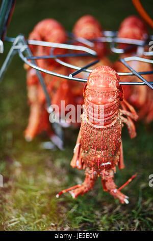 Crayfish Cooling after being boiled Stock Photo