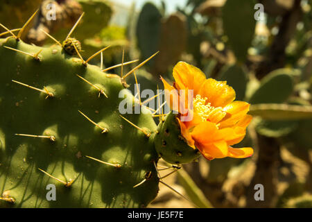 Colorful blooming claret cup cactus blossoms closeup Stock Photo