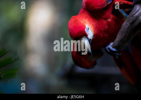 Parrot Costa Rica Stock Photo