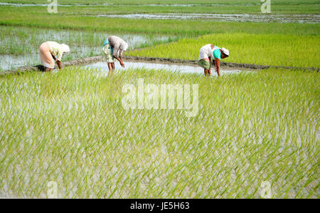 Guwahati, India. 21st June, 2017. Indian women work in a paddy field at Chapai in Darang District of Assam, about 130 KM away from Guwahati, The capital city of North-East India on Thursday, June 22, 2017. More than 70 percent of India's 1.25 billion citizens engage in agriculture. Credit: Rajib Jyoti Sarma/Pacific Press/Alamy Live News Stock Photo