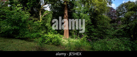 A panoramic view of a Sequoia sempervirens Redwood tree growing at the sub-tropical Trebah Garden in Cornwall. Stock Photo