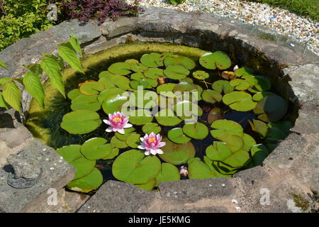 Pink lily lilies and pads in large garden pond Stock Photo