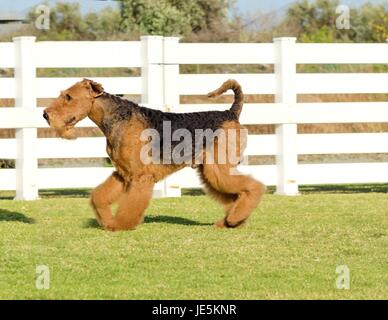 A profile view of a black and tan Airedale Terrier dog walking on the grass, looking happy. It is known as the king of terriers as it is the largest breed of terriers and for being very intelligent, independent, strong-minded, stoic, and sometimes stubborn Stock Photo