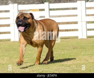 A portrait view of a young, beautiful red fawn, medium sized Bullmastiff dog walking on the grass. The Bullmastiff is a powerfully built animal with great intelligence and a willingness to please. Stock Photo