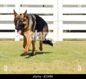 A young, beautiful, black and tan German Shepherd Dog walking on the grass while looking happy and playful. The Alsatian aka Berger Allemand, is a very good security dog often used by the police and military. Stock Photo