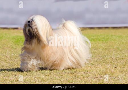 A small young light tan, fawn, beige, gray and white Lhasa Apso dog with a long silky coat running on the grass. The long haired, bearded Lasa dog has heavy straight long coat and is a companion dog. Stock Photo