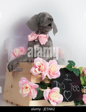 Great Dane puppy purebred in a box with flowers Stock Photo