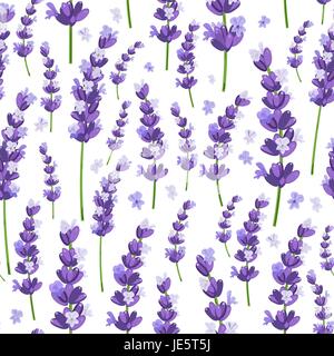 Seamless pattern of provence violet lavender flowers on a white background. Vector illustration. Stock Vector