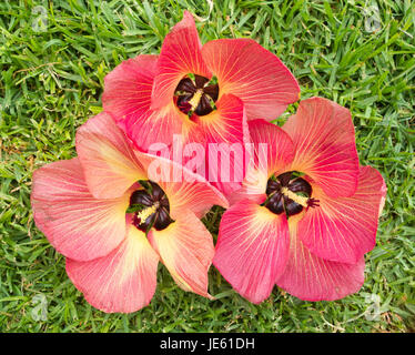 Hibiscus tiliaceus tree flowers. Stock Photo