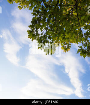 Green branches of the oak tree against the blue cloudy sky background. Stock Photo