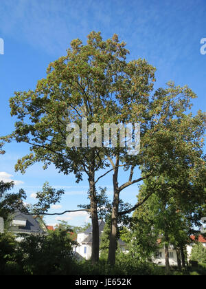 The photograph captures an Ash tree (Fraxinus) in Hockenheim, Germany ...