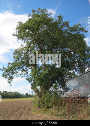 Walnut Tree Decidious A walnut tree is a deciduous tree that produces edible nuts known as ...