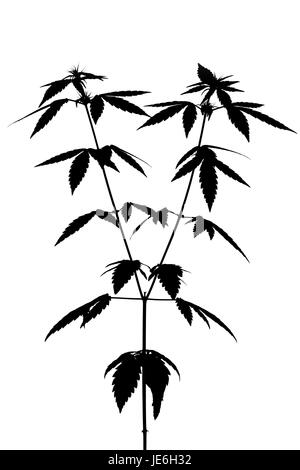 Silhouette of a female marijuana plant on white background Stock Photo