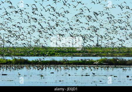 Flocks of thousands of Black-tailed Godwits (Limosa limosa) near the Tagus River Nature Reserve. Vila Franca de Xira, Portugal Stock Photo