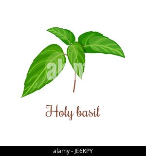 Holy Basil Ocimum tenuiflorum , or tulasi. Vector illustration of stem with green leaves Stock Vector