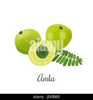 Amla fruit vector illustration. Indian gooseberry, Malacca tree, or amalika. Edible fruit Stock Vector