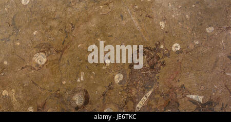 Close up marble step surface, The Scotsman Steps artwork by Scottish artist Martin Creed, Edinburgh, Scotland, UK, with ammonites and belemnites Stock Photo