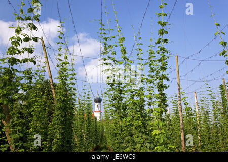 Hop field before the pilgrimage church in Lohwinden, Wolnzach, Hallertau, Upper Bavaria, Bavaria, South Germany, Germany, Stock Photo