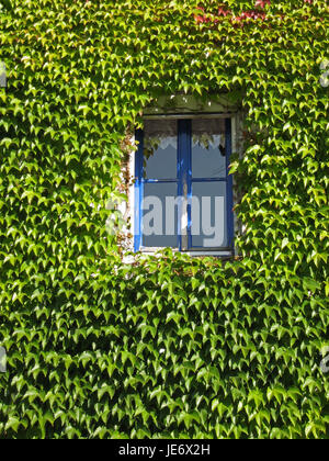 House facade, with wild wine covered, Stock Photo