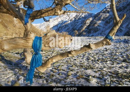 Mongolia, Khovd province, winter scenery, tree, cordons bleu, Khatag, traditional greeting scarf, Stock Photo