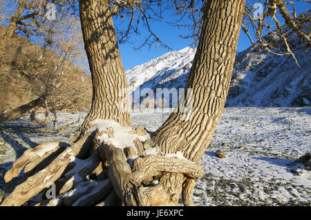 Mongolia, Khovd province, winter scenery, trees, Stock Photo
